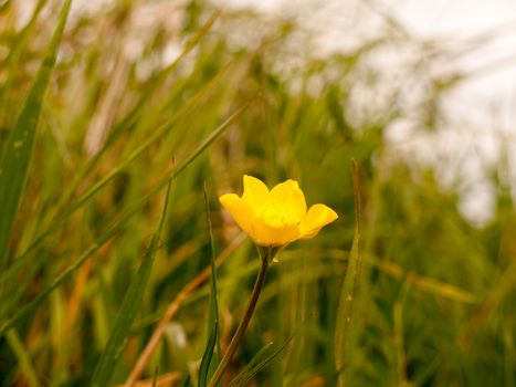 Beautiful yellow buttercup in a field on grass in the background with hazy and lush vibrant light and heat