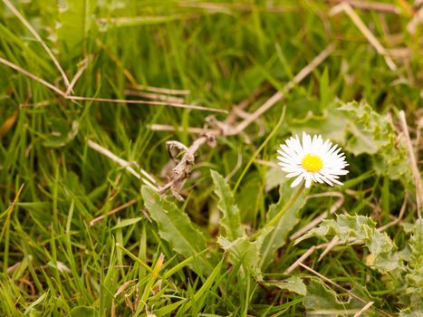 Very beautiful daisy on the grass with a peaceful and relaxing nice spring glow