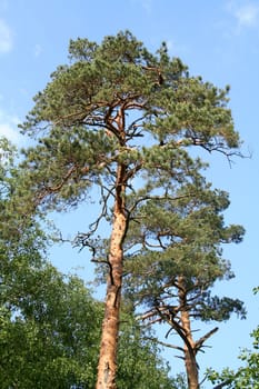 High pine in the reserve Bialowieza Forest in Belarus