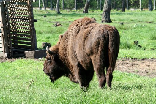 Bison in the reserve Belovezhskaya dense forest in Belarus