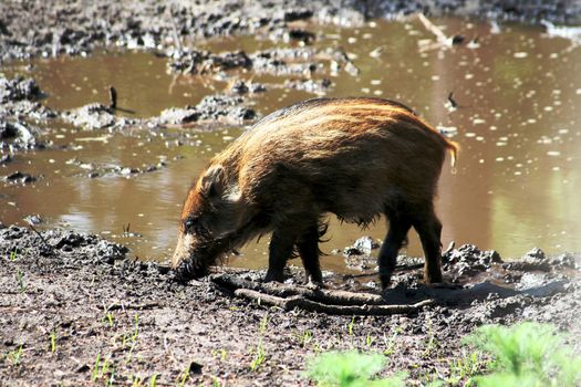 Pig of a wild boar in the reserve Bialowieza Forest in Belarus
