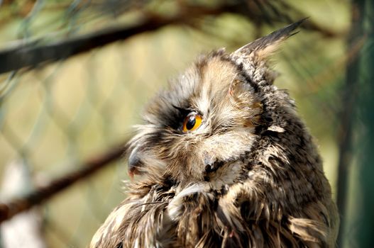 Small Owl in the reserve Belovezhskaya dense forest in Belarus