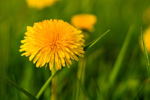 dandelion flower isolated against green grass