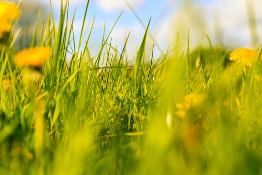  flower against green grass