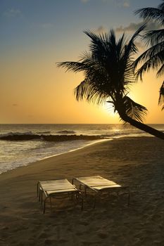 View of nice tropical beach with palm. Barbados