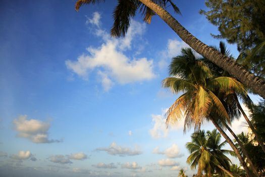 View of nice tropical beach with palm. Barbados