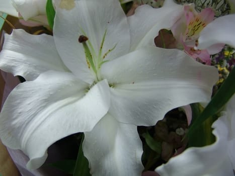 lilies