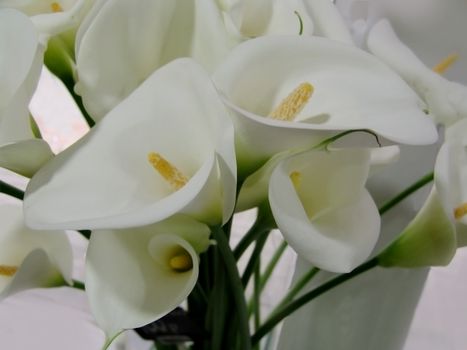 Calla lily flowers