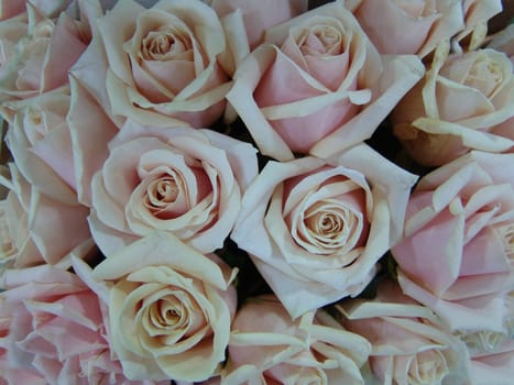 Natural  roses background