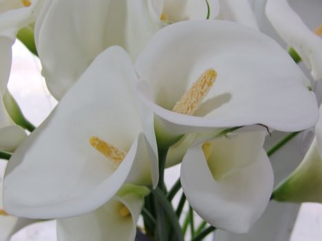 Calla lily flowers