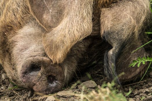 Close-Up Of Pig (Sow) Sleeping Outdoors