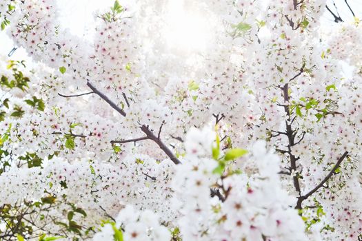 Cherry blossom season in Tokyo Japan