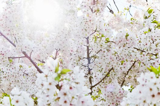 Cherry blossom season in Tokyo Japan