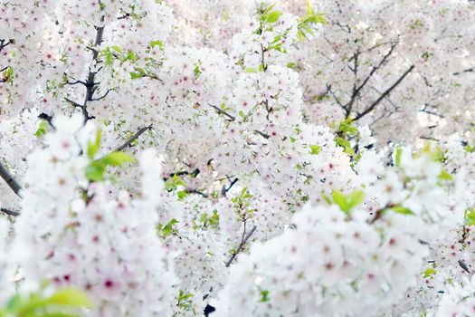 Cherry blossom season in Tokyo Japan
