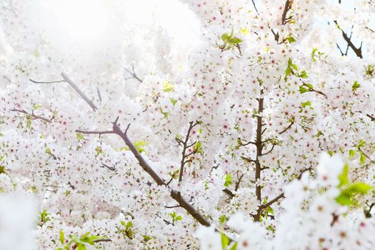Cherry blossom season in Tokyo Japan