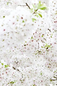 Cherry blossom season in Tokyo Japan