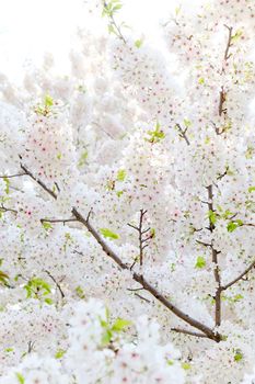 Cherry blossom season in Tokyo Japan