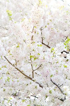 Cherry blossom season in Tokyo Japan