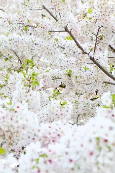 Cherry blossom season in Tokyo Japan
