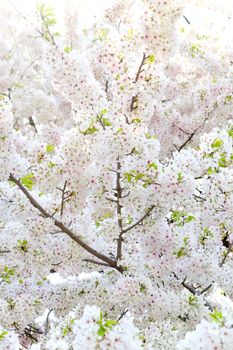 Cherry blossom season in Tokyo Japan