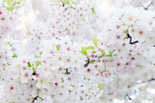 Cherry blossom season in Tokyo Japan