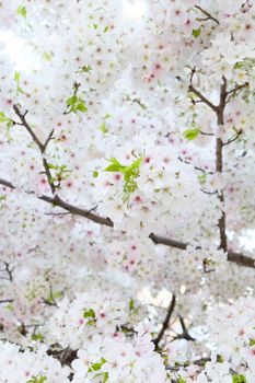 Cherry blossom season in Tokyo Japan