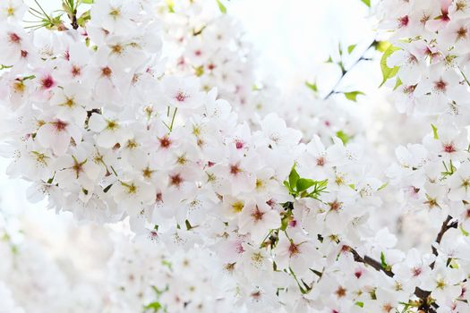 Cherry blossom season in Tokyo Japan
