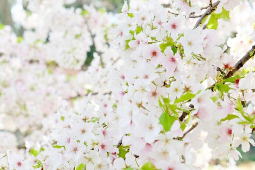 Cherry blossom season in Tokyo Japan