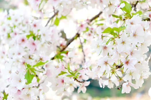 Cherry blossom season in Tokyo Japan