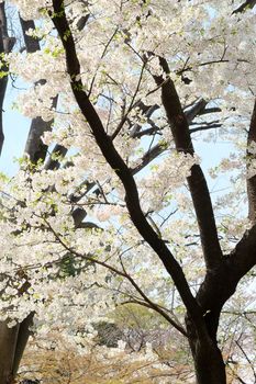 Cherry blossom season in Tokyo Japan
