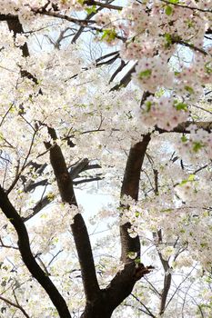 Cherry blossom season in Tokyo Japan