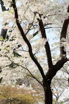 Cherry blossom season in Tokyo Japan