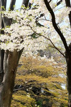Cherry blossom season in Tokyo Japan