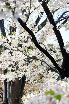 Cherry blossom season in Tokyo Japan