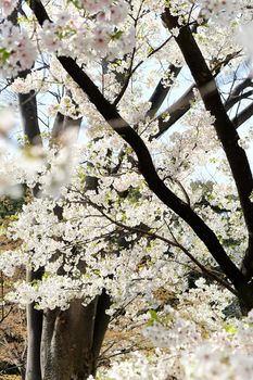 Cherry blossom season in Tokyo Japan