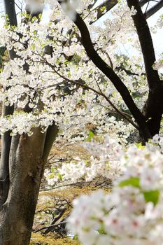 Cherry blossom season in Tokyo Japan