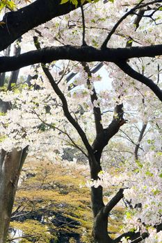 Cherry blossom season in Tokyo Japan