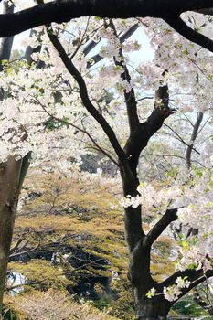 Cherry blossom season in Tokyo Japan