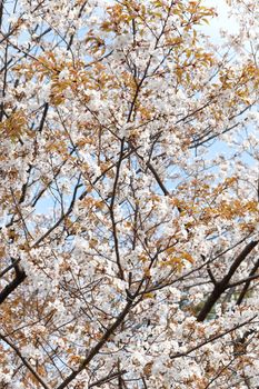 Cherry blossom season in Tokyo Japan