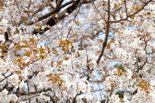 Cherry blossom season in Tokyo Japan