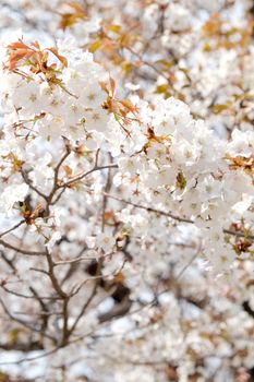 Cherry blossom season in Tokyo Japan