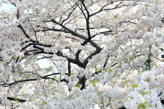 Cherry blossom season in Tokyo Japan