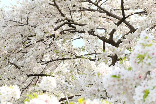 Cherry blossom season in Tokyo Japan