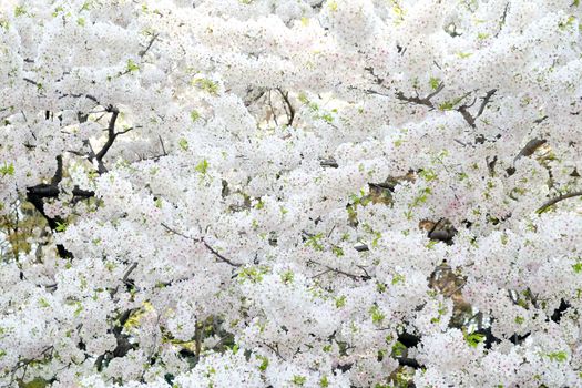 Cherry blossom season in Tokyo Japan