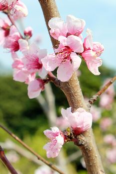 Cherry blossom season in Tokyo Japan