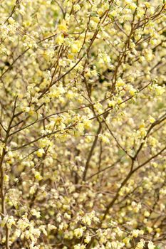 corylopsis pauciflora, Numerous short racemes of primrose yellow flower,The fragrant flowers appear from early to mid-spring.