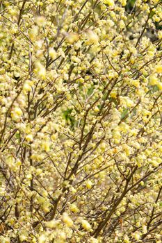 corylopsis pauciflora, Numerous short racemes of primrose yellow flower,The fragrant flowers appear from early to mid-spring.