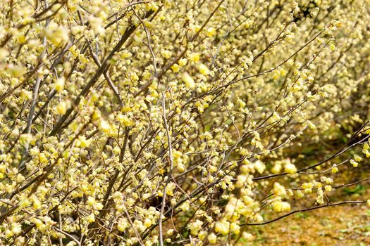 corylopsis pauciflora, Numerous short racemes of primrose yellow flower,The fragrant flowers appear from early to mid-spring.