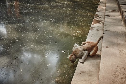 Monkey drinking water from a lake in India