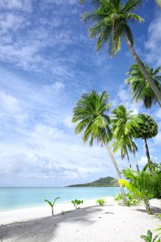 View of nice tropical beach with some palms